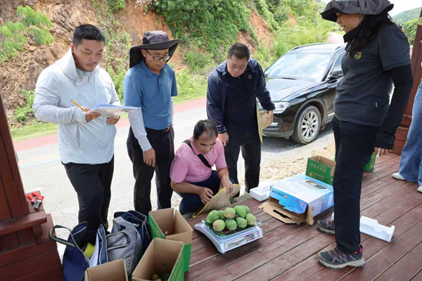国家重点研发计划项目子课题“广西产区芒果稳产和抗逆提质栽培技术模式并应用”通过现场查定