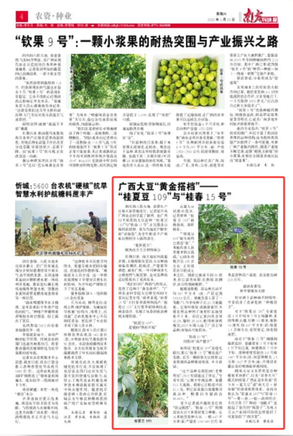 桂春15号.png