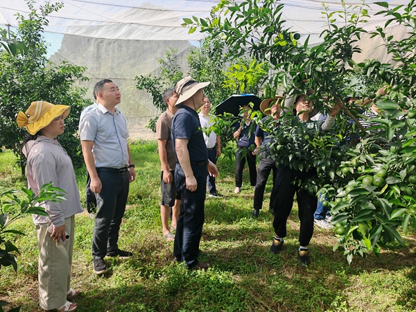 邓秀新院士到桂南柑橘综合试验站示范县德保县调研柑橘产业发展