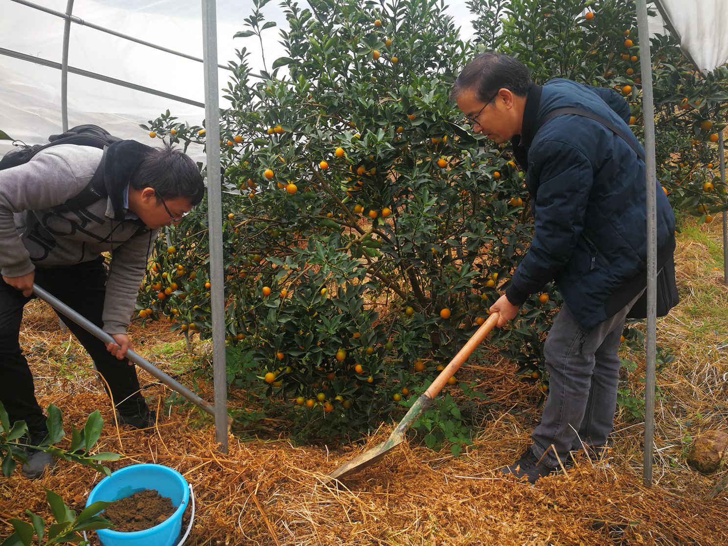 金桔种植基地果园土壤采样