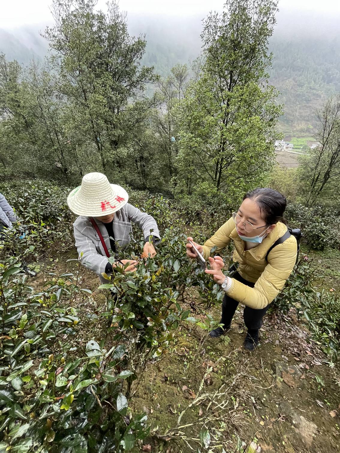 采集特色茶树品种