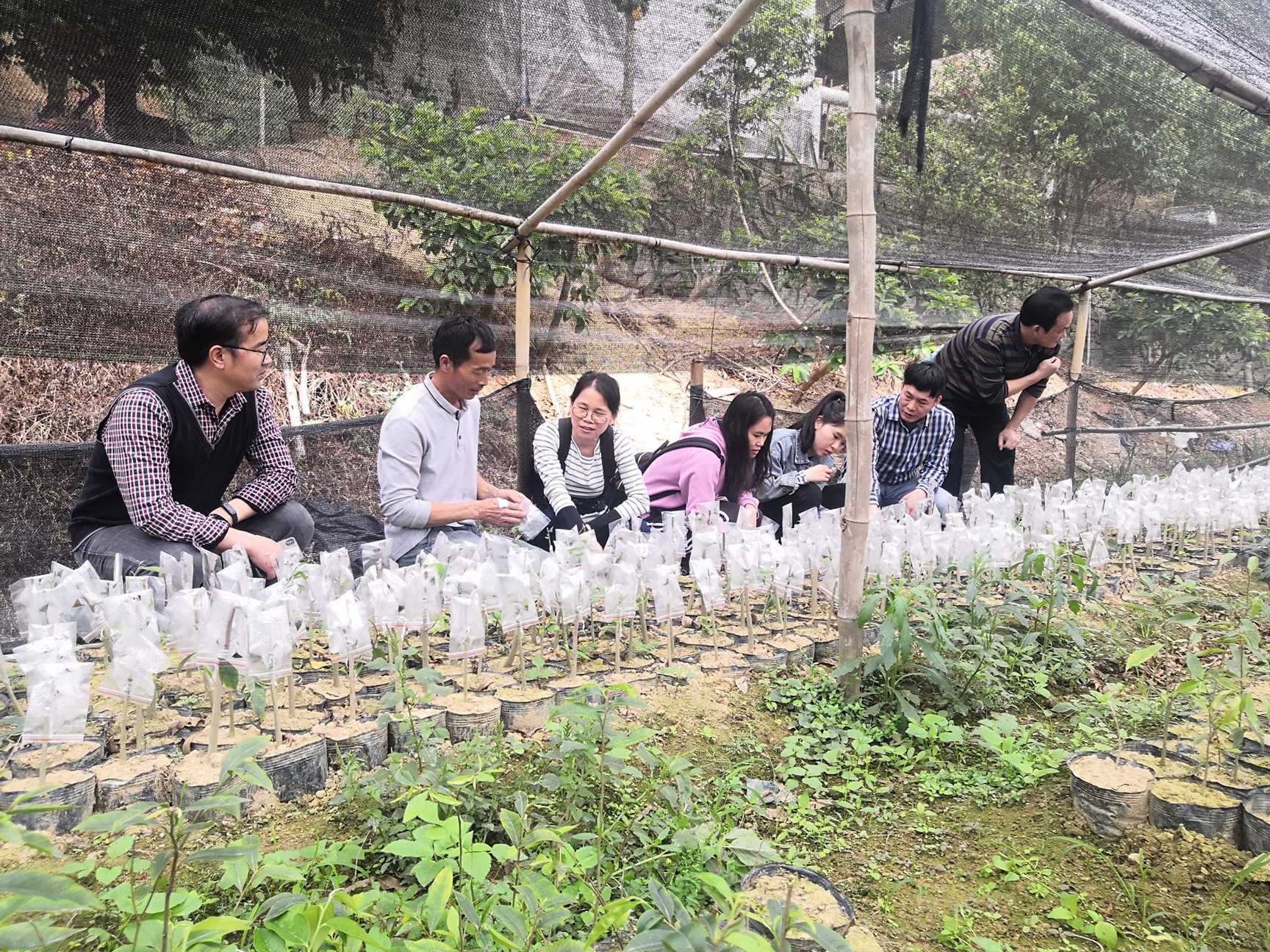 沉香种苗培育交流